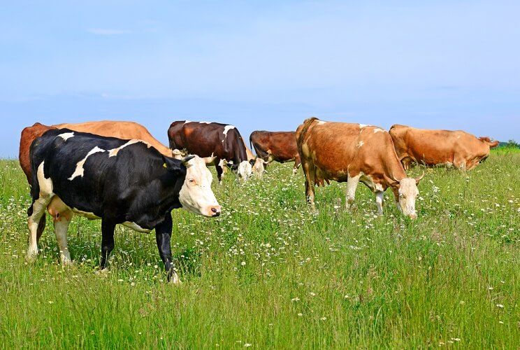 cattle eating grass