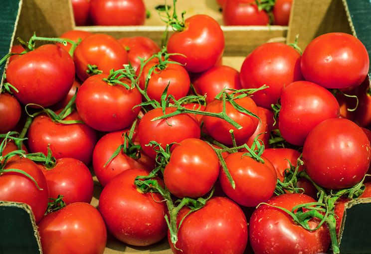 vines of tomatoes