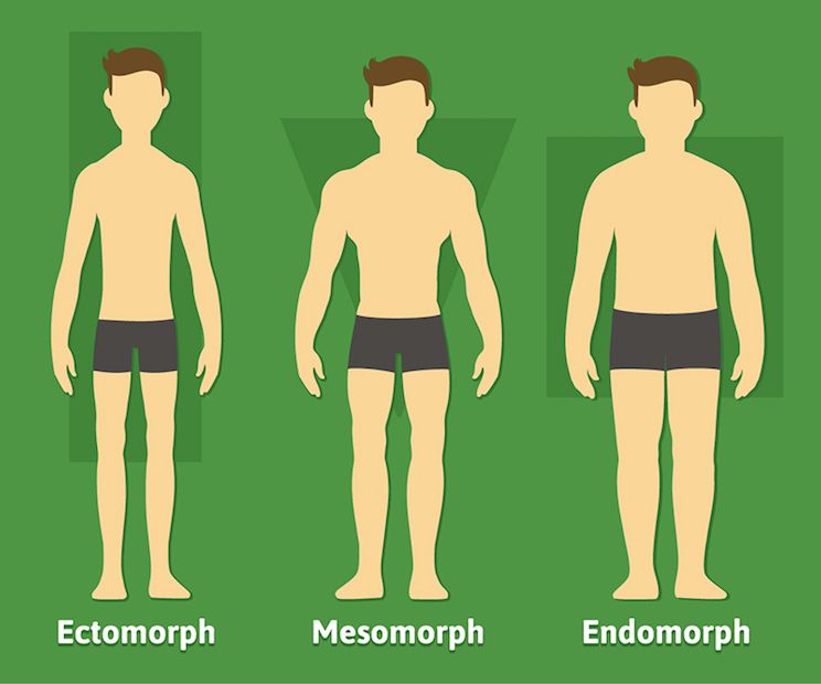 three general body types