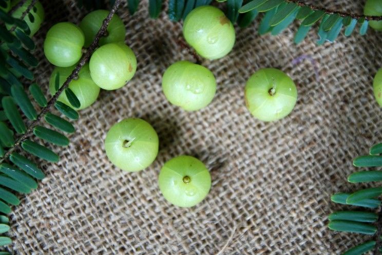 Amla Indian Gooseberry