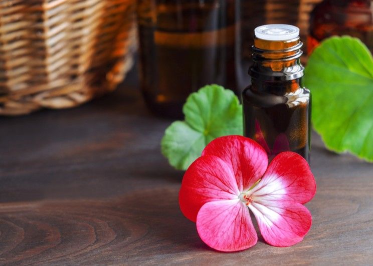 Geranium Essential Oil