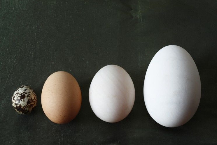 types_of_eggs