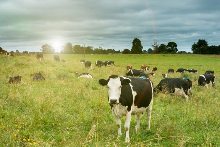 cows grazing in a field