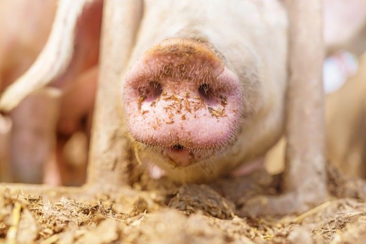 factory pig eating grains