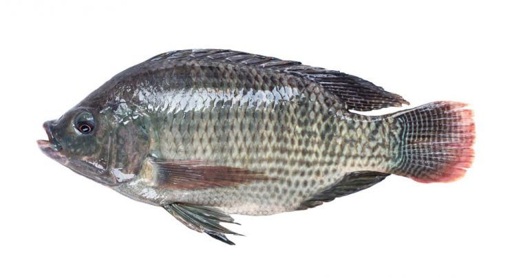 basic tilapia fish