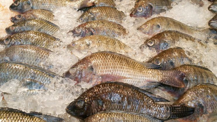 frozen tilapia