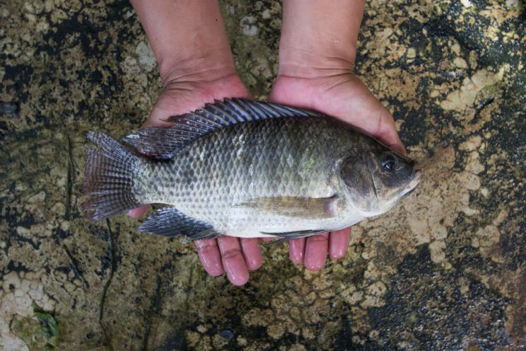 fresh tilapia in hands