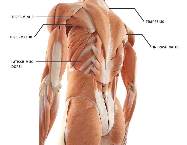 back muscles workout