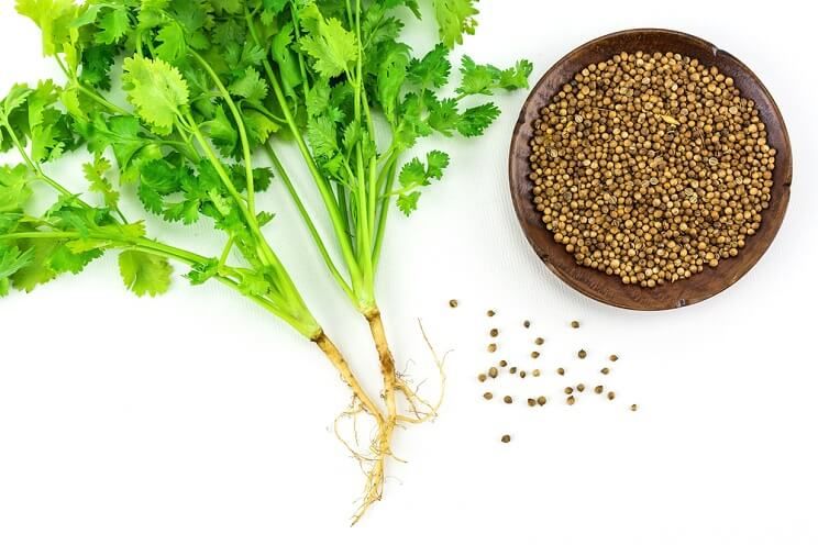 coriander leaf and pod