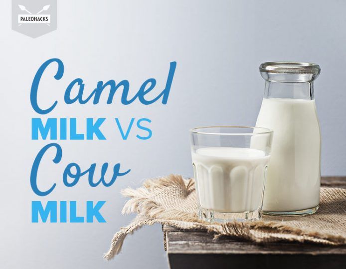 Camel Milk vs Cow Milk