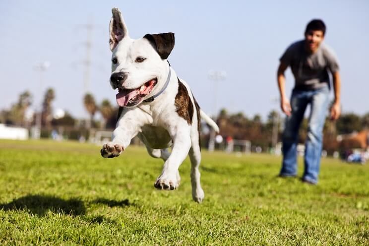 dog running through a field