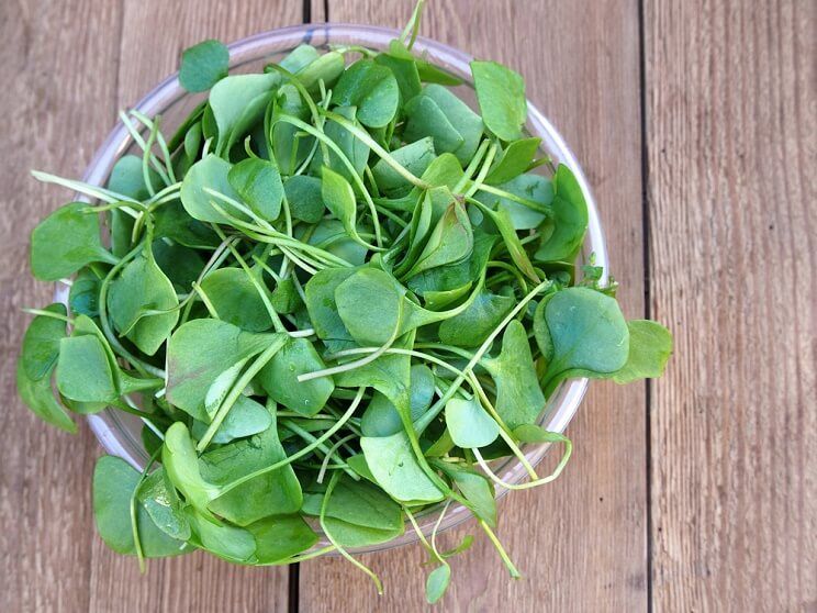 watercress