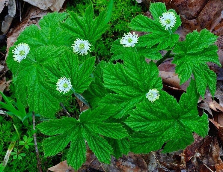 goldenseal plant