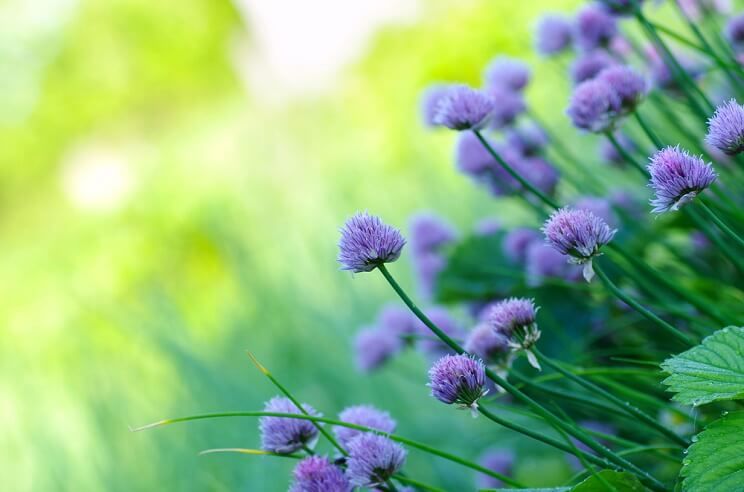 chives with flowers