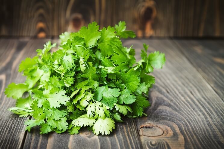 cilantro bunch on wooden table