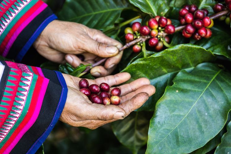 coffee flour plant