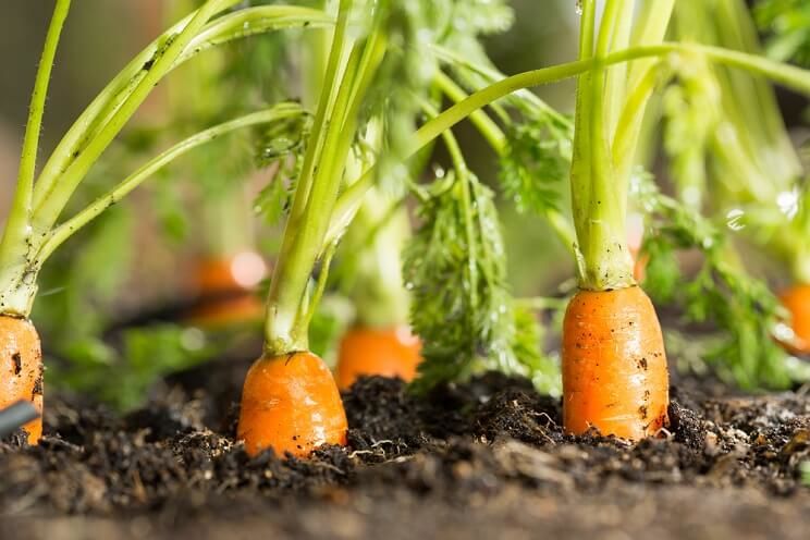 carrots growing with coffee grounds