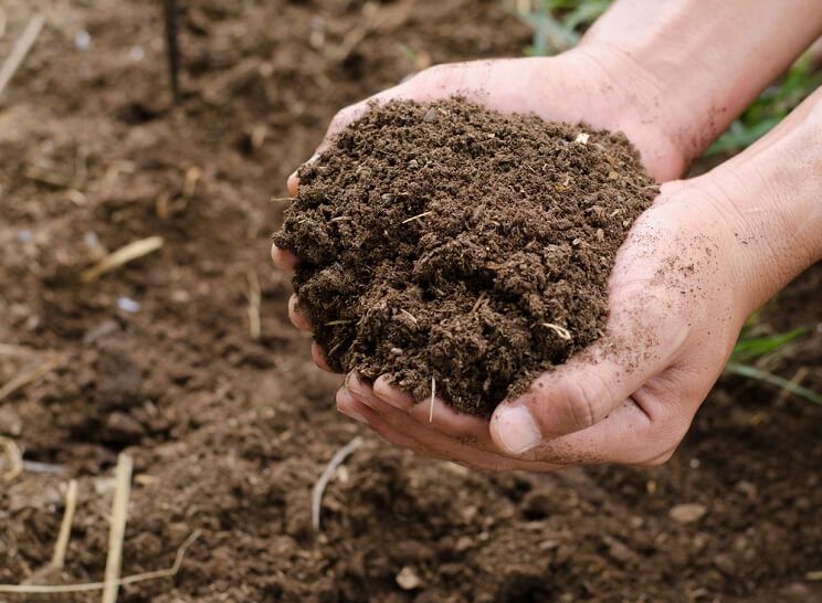 coffee grounds compost