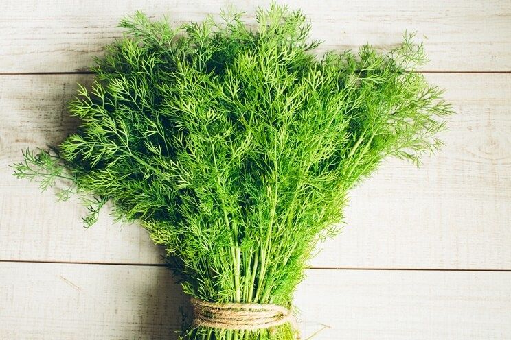 bunch of dill with twine