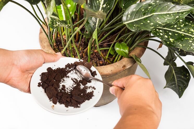 coffee grounds fertilizer