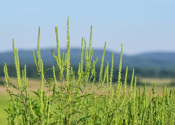 wild ragweed