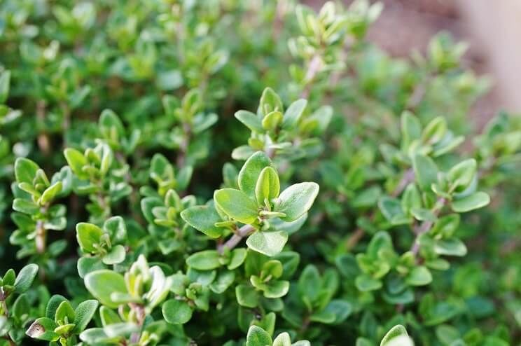 thyme growing in a garden