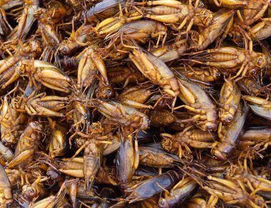 eating insects featured image