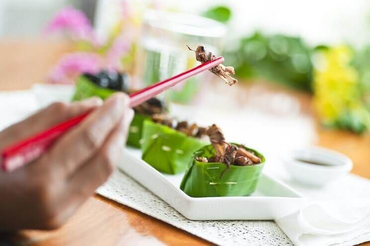 bugs on chopsticks