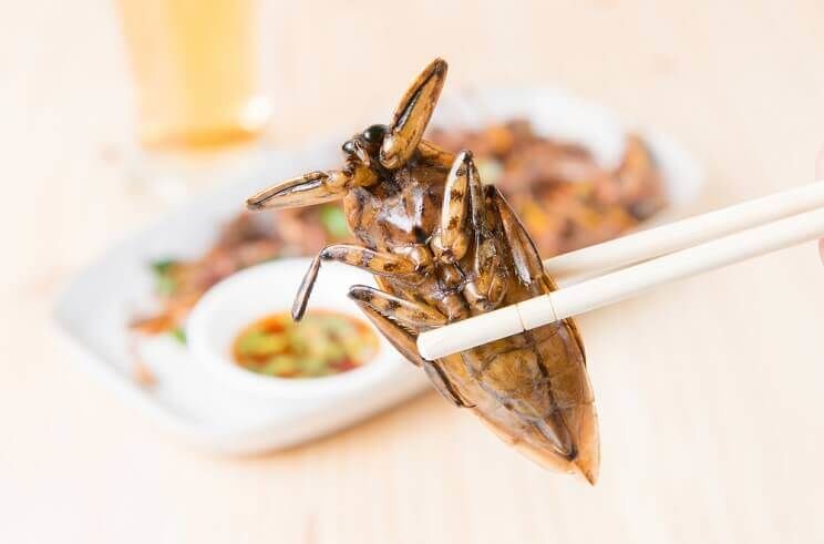 cricket as food