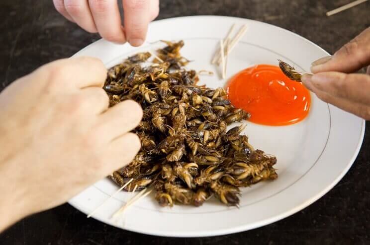 insects with sauce