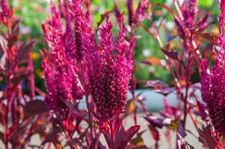 purple amaranth