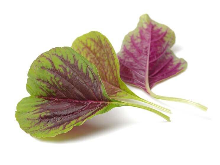 amaranth leaves