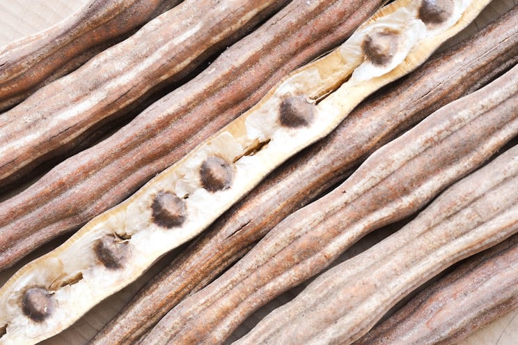 close up of moringa seed pods