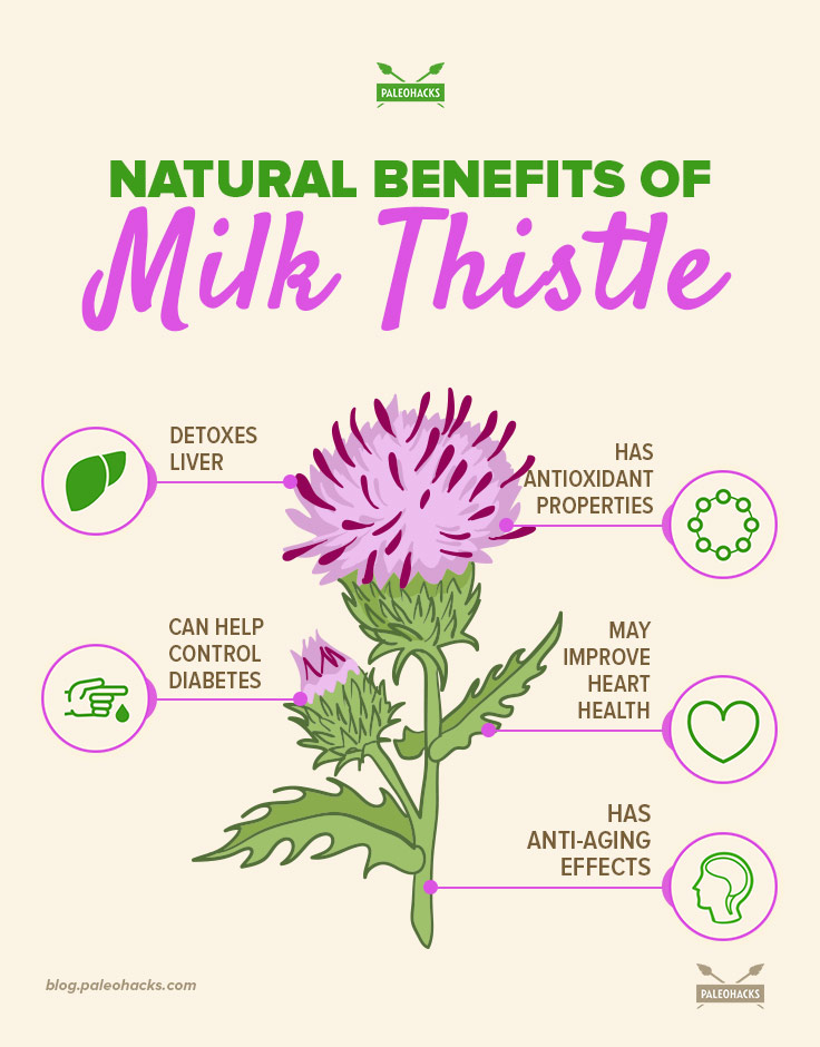 milk thistle benefits and uses