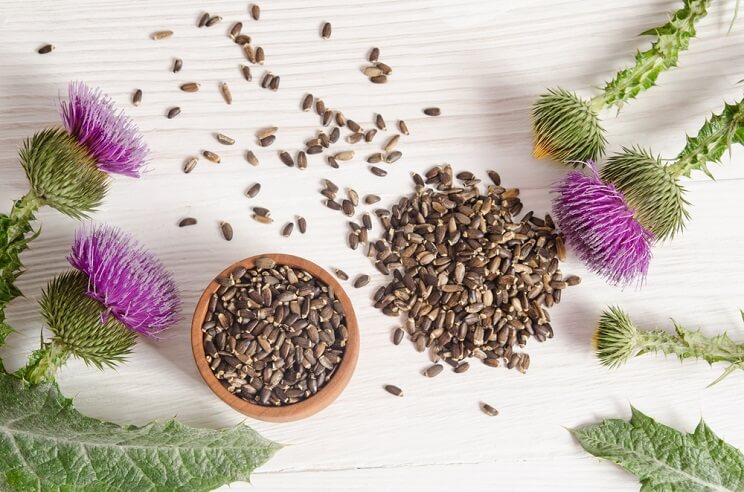 milk thistle seeds