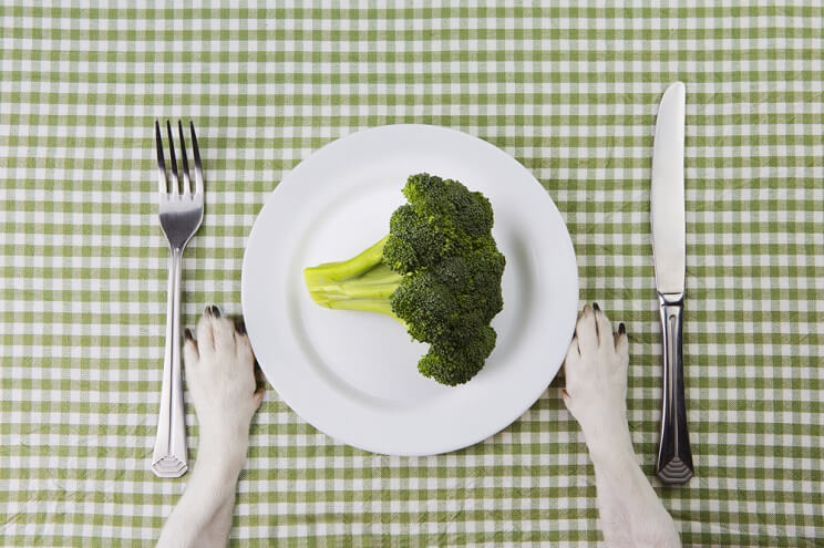 dog eating broccoli