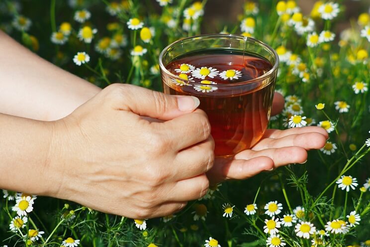 té de manzanilla en un campo de manzanilla