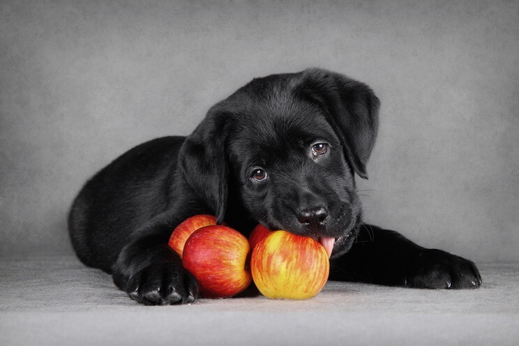 dog eating apples
