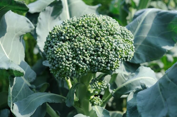 broccoli growing