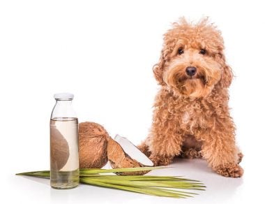 coconut oil for dogs featured image