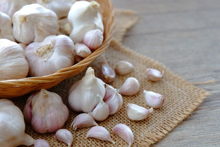 Garlic