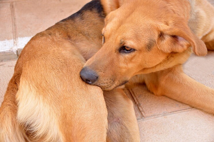 dog with a hot spot