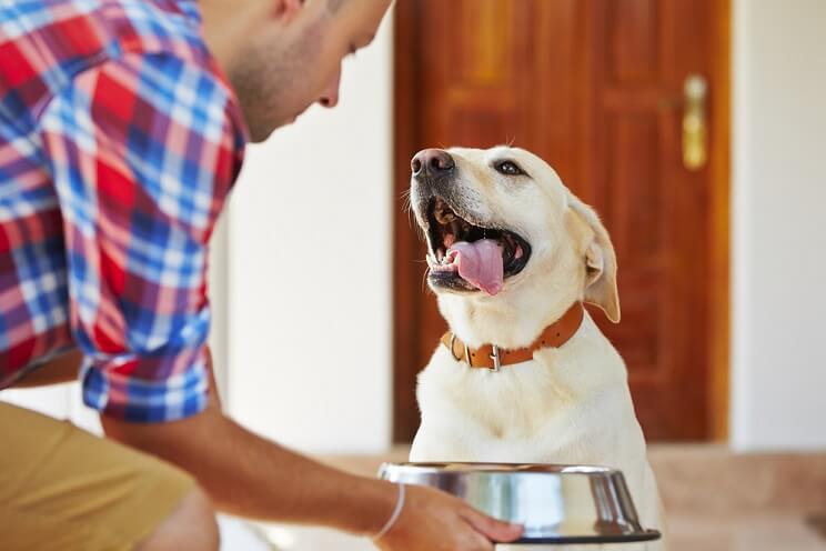 man feeding his dog