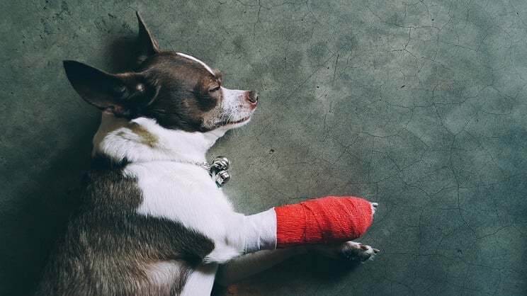injured dog