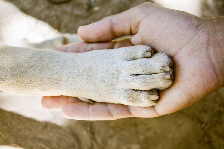 dog paw in human hand