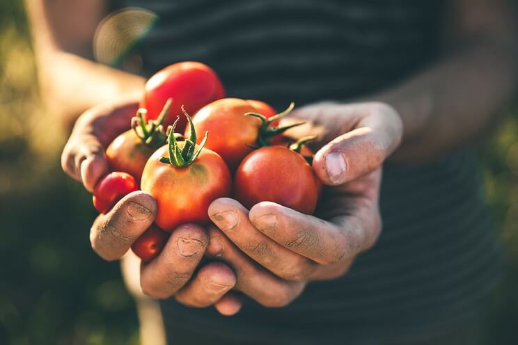 farmer hands holding tomatoes