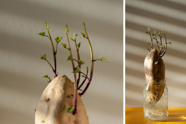 11 Veggie Scraps You Can Regrow (and That’ll Save You Money)