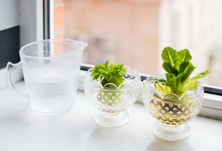 11 Veggie Scraps You Can Regrow (and That’ll Save You Money)