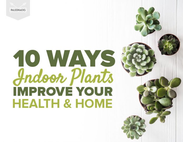 10 Ways Indoor Plants Improve Your Health + Home | PaleoHacks Blog