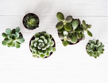 10 Ways Indoor Plants Improve Your Health + Home